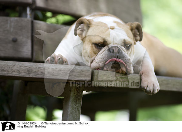 lying English Bulldog / NN-03924