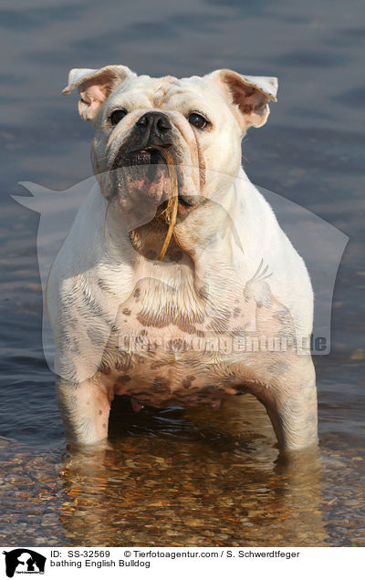 badende Englische Bulldogge / bathing English Bulldog / SS-32569