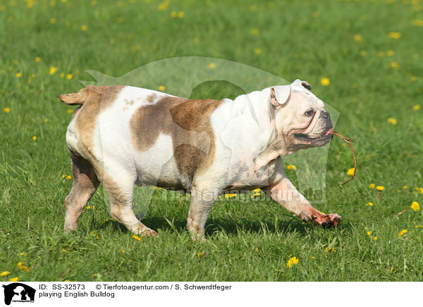 spielende Englische Bulldogge / playing English Bulldog / SS-32573