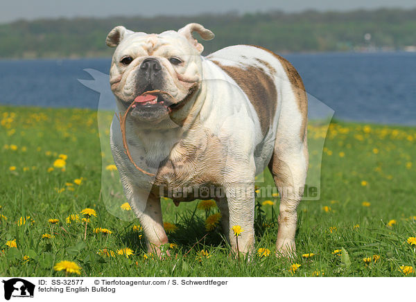 apportierende Englische Bulldogge / fetching English Bulldog / SS-32577