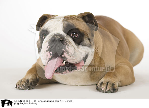 liegende Englische Bulldogge / lying English Bulldog / NN-09838