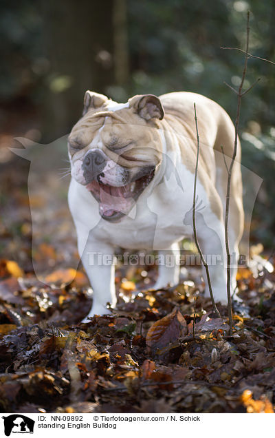 stehende Englische Bulldogge / standing English Bulldog / NN-09892
