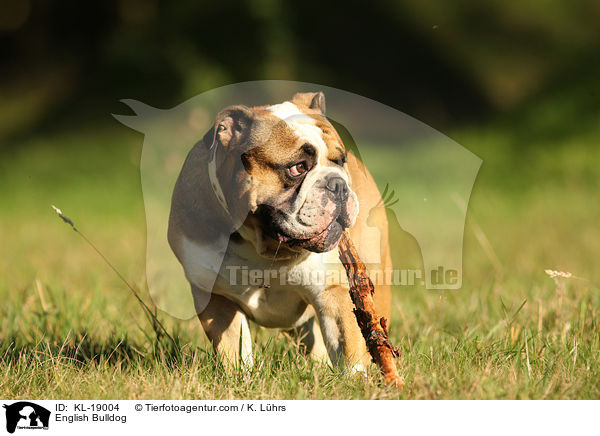 Englische Bulldogge / English Bulldog / KL-19004