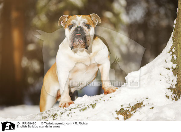 Englische Bulldogge steht im Schnee / English Bulldog stands in snow / RR-98496