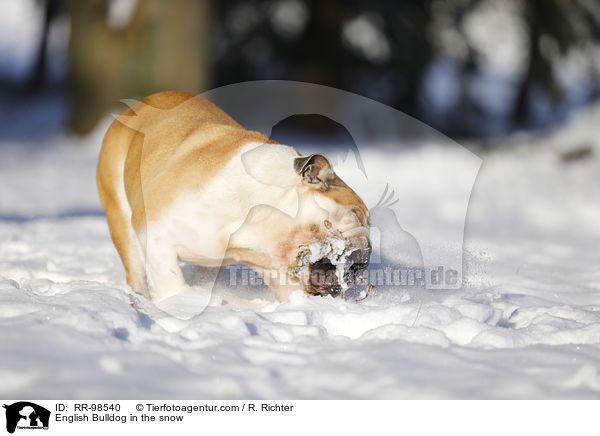 English Bulldog in the snow / RR-98540