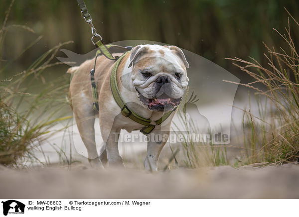 laufende Englische Bulldogge / walking English Bulldog / MW-08603