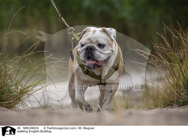 laufende Englische Bulldogge / walking English Bulldog / MW-08604