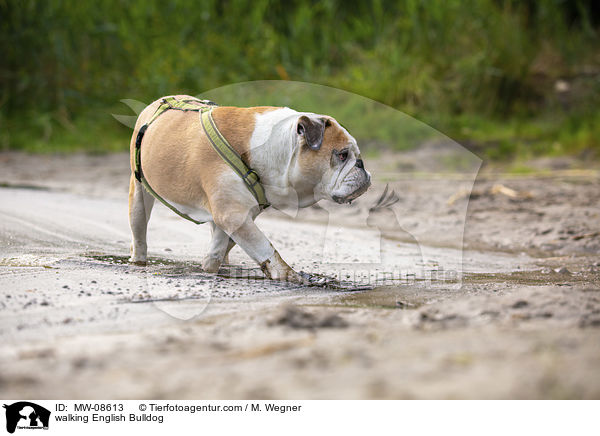 laufende Englische Bulldogge / walking English Bulldog / MW-08613
