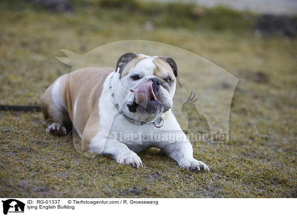 liegende Englische Bulldogge / lying English Bulldog / RG-01337