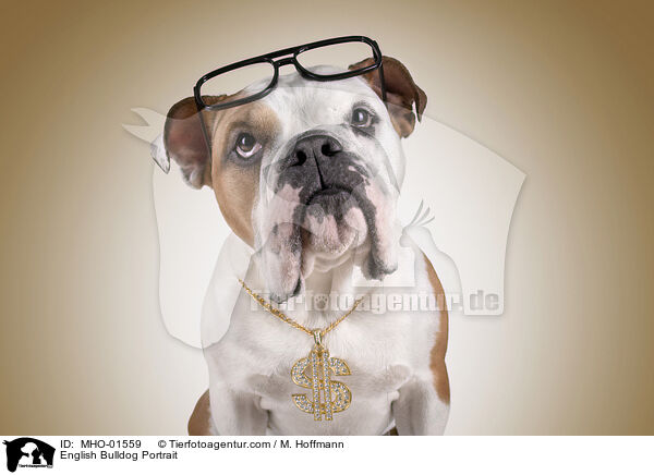 Englische Bulldogge Portrait / English Bulldog Portrait / MHO-01559