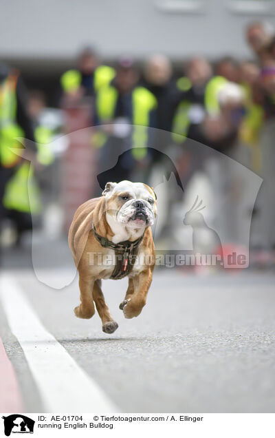 rennende Englische Bulldogge / running English Bulldog / AE-01704