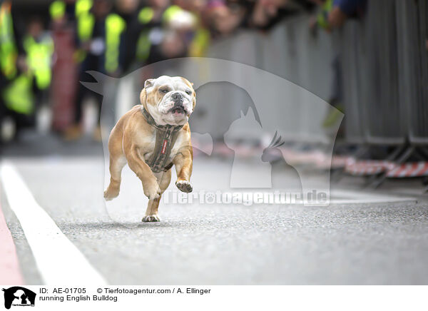 rennende Englische Bulldogge / running English Bulldog / AE-01705