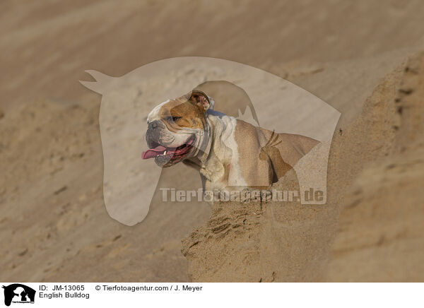 Englische Bulldogge / English Bulldog / JM-13065