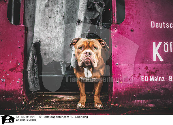 Englische Bulldogge / English Bulldog / BE-01194