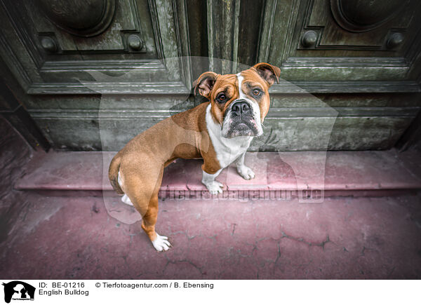 Englische Bulldogge / English Bulldog / BE-01216