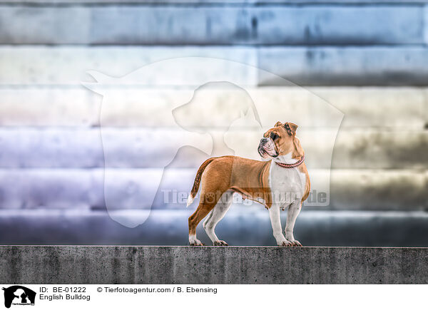 Englische Bulldogge / English Bulldog / BE-01222