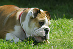 english bulldog