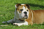 english bulldog