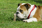 english bulldog