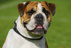 English Bulldog Portrait