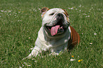 lying English Bulldog