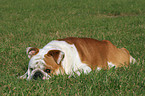 lying English Bulldog