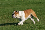 running English Bulldog