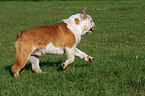 running English Bulldog