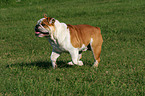 running English Bulldog