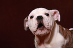 English Bulldog Portrait