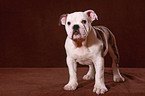 young English Bulldog