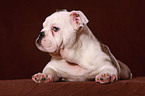 english bulldog