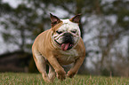 running English Bulldog