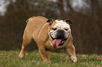 English Bulldog