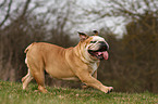 running English Bulldog