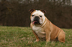 sitting English Bulldog