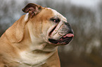 English Bulldog Portrait