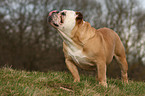 standing English Bulldog