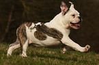 running English Bulldog