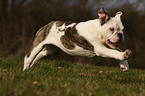 running English Bulldog