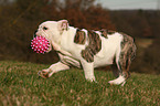 playing English Bulldog