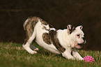 playing English Bulldog