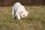 English Bulldog Puppy