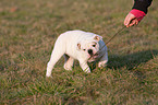 English Bulldog Puppy