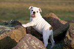 English Bulldog Puppy