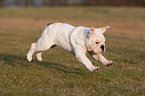 running English Bulldog