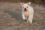 running English Bulldog