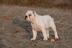 English Bulldog Puppy