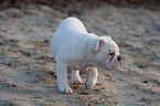 English Bulldog Puppy