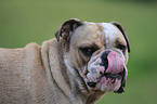 English Bulldog Portrait